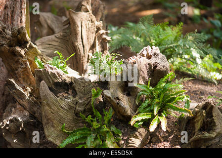 North West London, Golders Hill Park Stumpery new habitat for wildlife aesthetic tree stumps section path nature walk Stock Photo