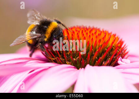 North West London, Golders Hill Park, Bumblebee Bumble Bee, Bombus Apoidae insect insects red pink orange flower Stock Photo