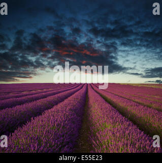 Stunning Landscape With Lavender Field At Evening. Plateau Of Valensole 