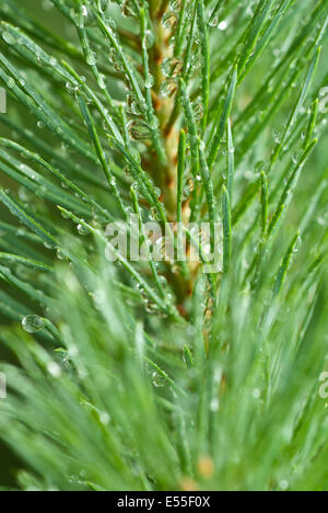 Close up of rain drops on green pine needles with fresh green Stock Photo