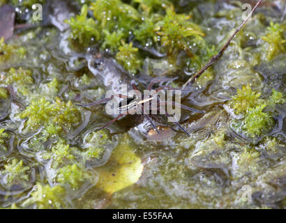 Raft spider in peaty pool in Poland Stock Photo