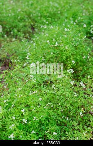 Climbing Corydalis, Ceratocapnos claviculata, carpeting a coniferous woodland floor, Norfolk, England, May. Stock Photo