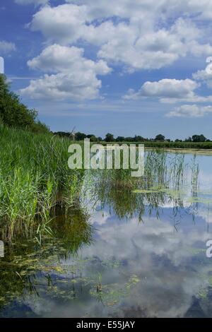 View of Reedham water, How hill, Norfolk Broads National Park, England, July. Stock Photo