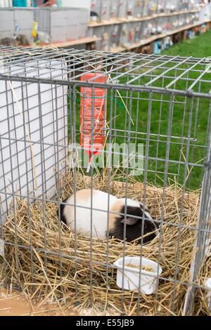 Guinea pig in cage awaiting judging, Royal Norfolk, Show, Stock Photo