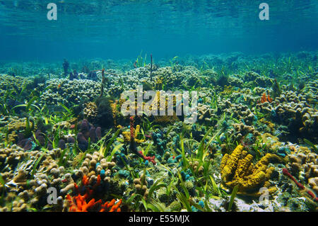 underwater landscape on a colorful seabed with sponges and corals in shallow water of the Caribbean sea Stock Photo