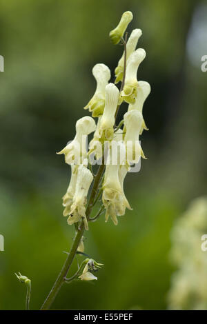northern wolfsbane, aconitum lycoctonum ssp. vulparia Stock Photo