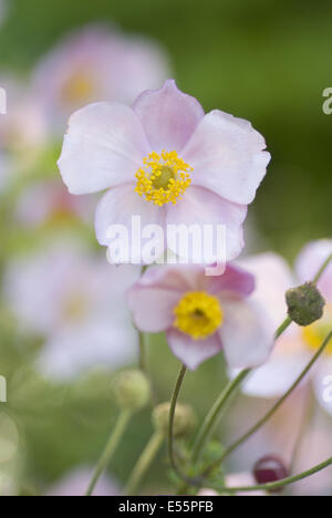 japanese anemone, anemone japonica Stock Photo