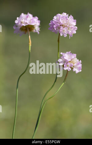 sea thift, armeria maritima ssp. elongata Stock Photo