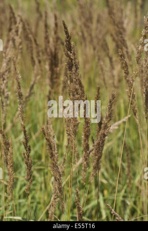 wood small-reed, calamagrostis epigejos Stock Photo