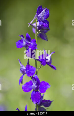 doubtful knight's spur, consolida ajacis Stock Photo