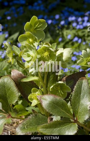 Corsican hellebore (Helleborus argutifolius Stock Photo - Alamy