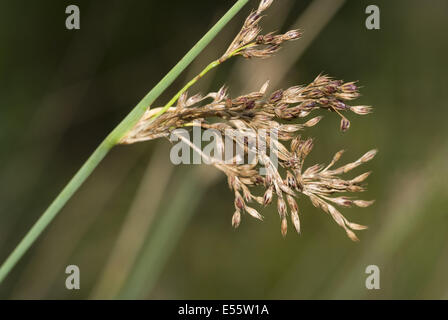 juncus inflexus Stock Photo