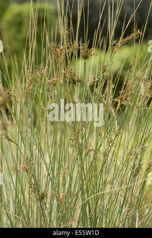 juncus inflexus Stock Photo