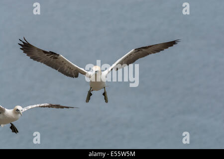 Northern Gannets, Morus Bassanus, landing at the RSPB Bempton Cliffs colony in East Yorkshire, UK. Stock Photo