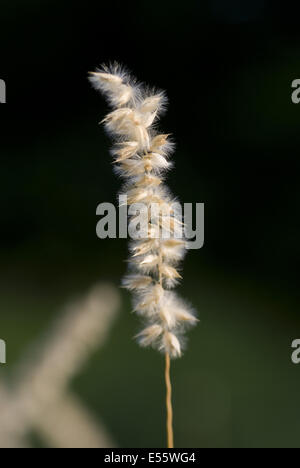hairy melic, melica ciliata Stock Photo
