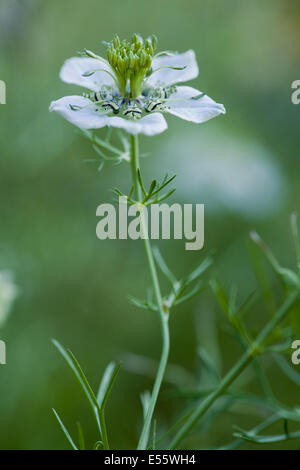 nigella, nigella arvensis Stock Photo