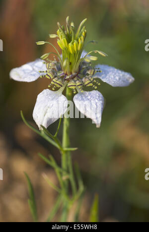 nigella, nigella arvensis Stock Photo