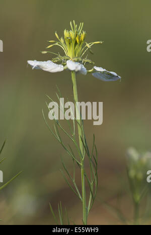 nigella, nigella arvensis Stock Photo