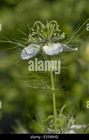 ragged lady, nigella damascena Stock Photo