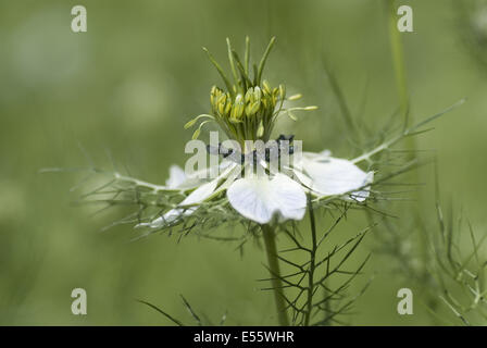 ragged lady, nigella damascena Stock Photo