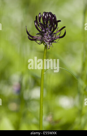black rampion, phyteuma nigrum Stock Photo