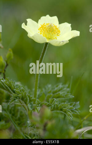 alpine pasqueflower, pulsatilla alpina ssp. apiifolia Stock Photo