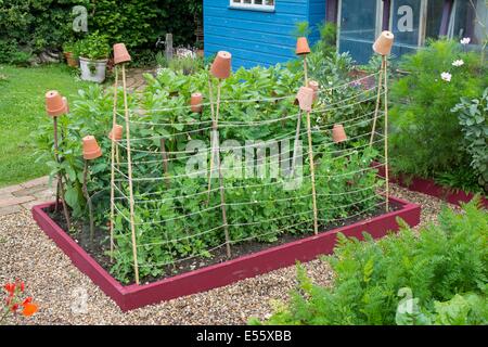 View of small raised bed with Garden Peas, 'Kelvedon Wonder', Supported By canes and garden twine, England, July, England July. Stock Photo