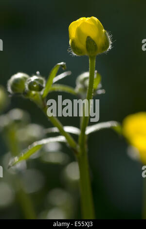 tall buttercup, ranunculus acris Stock Photo