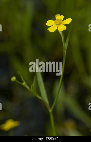 lesser spearwort, ranunculus flammula Stock Photo