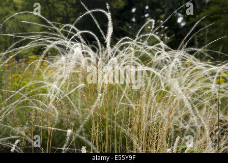 feather grass, stipa pennata Stock Photo