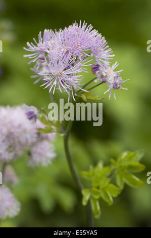 greater meadow-rue, thalictrum aquilegiifolium Stock Photo