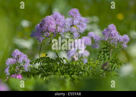 greater meadow-rue, thalictrum aquilegiifolium Stock Photo