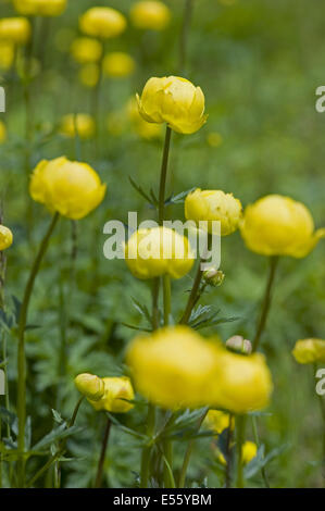 globe flower, trollius europaeus Stock Photo