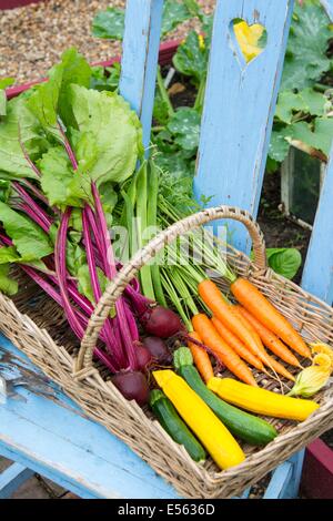 Runner beans growing in a wicker container in a garden, Chipping Stock ...