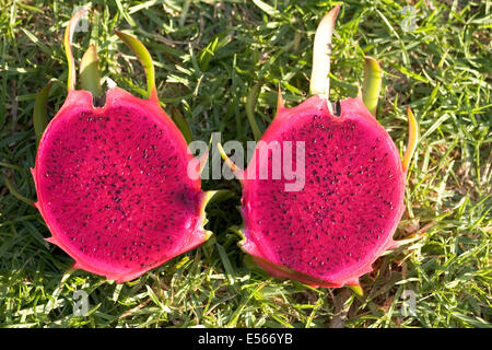 Pitaya (AKA dragon fruit) Stock Photo