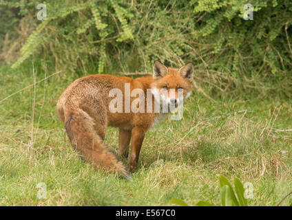 Red Fox Vulpes vulpes in Milton Keynes garden Stock Photo