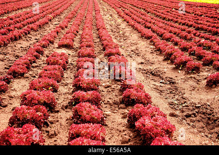 Fresh red salad on a field Stock Photo