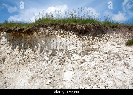 Close up soil profile cross section showing thin topsoil layer on top of white chalk rock Marlborough Downs, Wiltshire, England Stock Photo