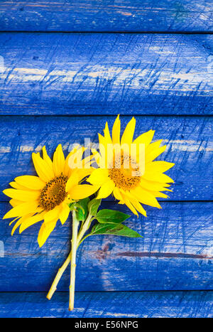 Two yellow sunflowers on a painted fence Stock Photo