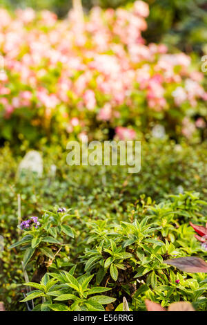 Plants for sale at the small local nursery. Stock Photo