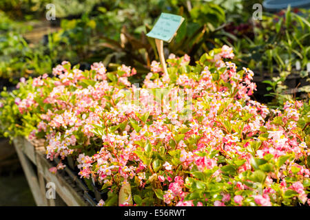 Plants for sale at the small local nursery. Stock Photo