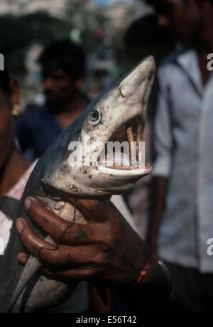 Reef shark (Carcharhinus perezi) being sold at the Bombay Fish Market. Bombay, India Stock Photo