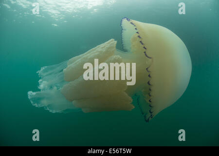 Barrel jellyfish, Rhizostoma pulmo swimming in Worbarrow Bay, Dorset Stock Photo