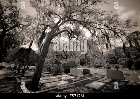 An impressive oak tree bends over the grasvesites in the legendary Bonventure Cemetery in Savannah, GA, USA Stock Photo