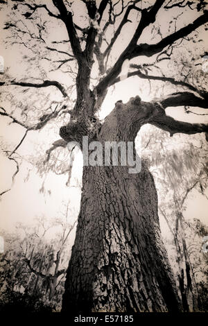 A ghostly rendering of a human-like oak tree in the legendary Bonaventure Cemetery in Savannah, GA, USA Stock Photo