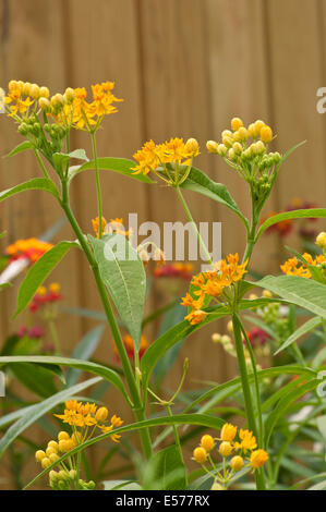 Yellow Asclepias Tuberosa species of Milkweed Commonly Known as Butterfly Weed Stock Photo