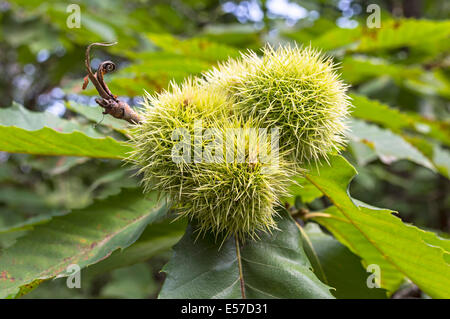 Horse chestnut with green leaves on tree. Stock Photo