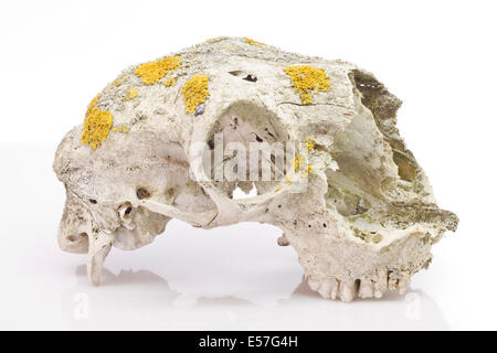 Sheep skull on white background Stock Photo