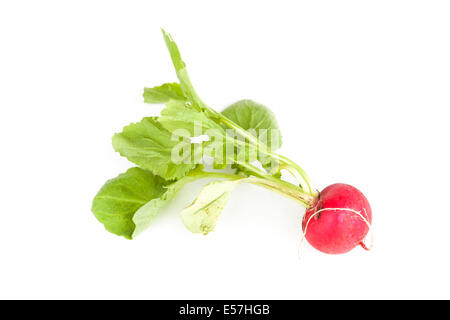 Radish and knife stock photo. Image of organic, space - 102304970