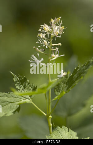 baneberry, actaea spicata Stock Photo